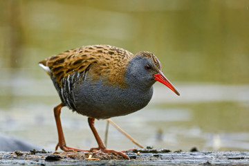 Water Rail - Rallus aquaticus, rare shy bird from European reeds and wetlands, Hortobagy National Park, Hungary.
