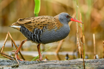 Water Rail - Rallus aquaticus, rare shy bird from European reeds and wetlands, Hortobagy National Park, Hungary.