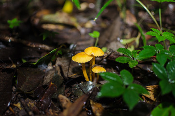 mushroom in the forest