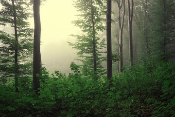 edge of the forest, natural green landscape