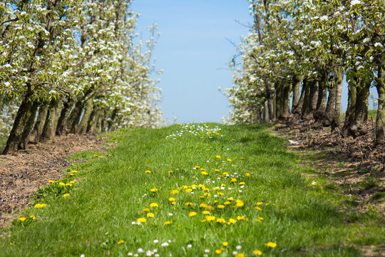 Beautiful fruit orchard blooming in early spring with blue sky in the background