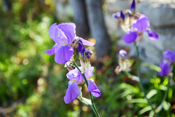 blue iris flowers in the garden