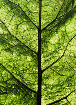 Close-up green fresh leaf background texture