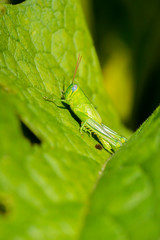 Hedge Grasshopper also known as Valanga irregularis