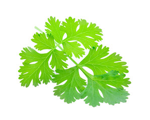 Coriander isolated on a white background