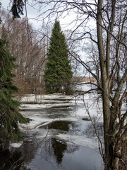 Spring flood, ice and water in the forest near the river on a cloudy spring day