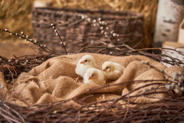 Happy Easter! Yellow cute fluffy Chicks are sitting in a nest on sacking.