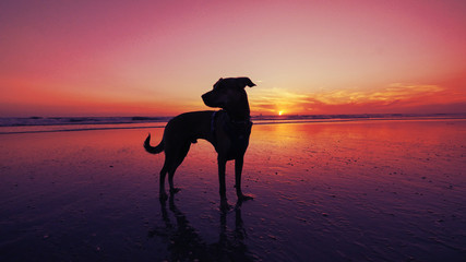 Silhouette of a dog at the beach