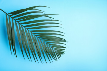 Fototapeta na wymiar Beautiful lush tropical leaf on light blue background. Space for text