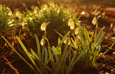 contrasting beautiful snowdrops at sunset