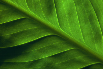 Natural background for Wallpaper. Bright green leaf of plant close up. Invoice.
