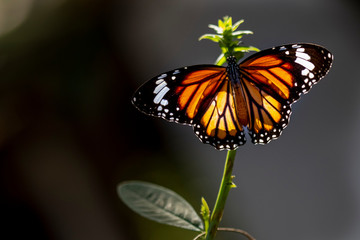 Mariposa posada sobre una planta
