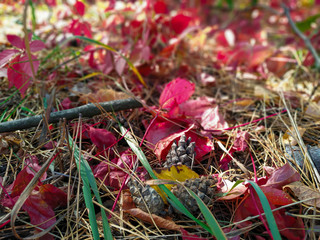 Pine cones and red leaves in the forest
