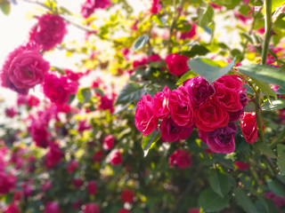 Red roses under the sunlight