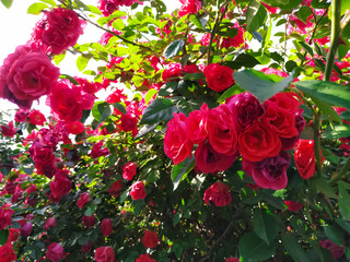 Scarlet roses in the garden