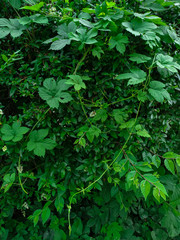 Green leaves entwined in a pattern