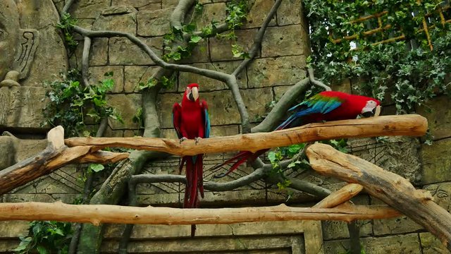 Parrots meet on a branch..