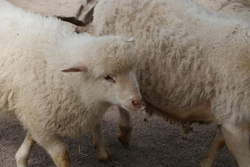 Naklejka premium lambs walk in the street in summer, a farm in the village