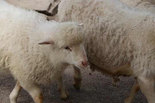  lambs walk in the street in summer, a farm in the village