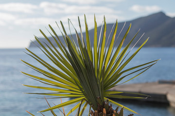 Detalle de hojas de palmera en fondo marino