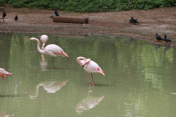  pink flamingo walks by the lake in summer