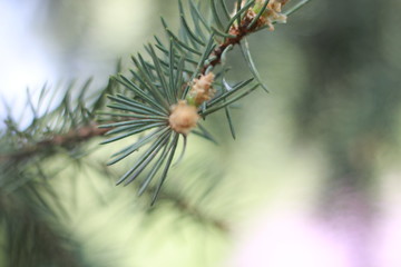 spruce branch with needles and cones against a blue sky, close-up