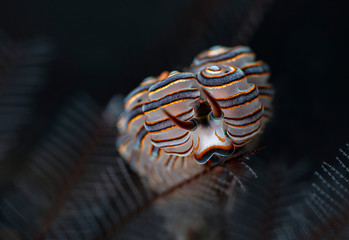 Nudibranch Doto greenamyeri. Underwater macro photography from Tulamben, Bali,  Indonesia