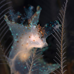 Nudibranch Notobryon wardi. Underwater macro photography from Tulamben, Bali,  Indonesia