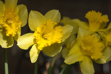 Beautiful bouquet of yellow daffodils with dew drops filtered. Narcissus bouquet toned. Blooming daffodils in light. Easter flowers. Spring nature background. Love gift concept. Fresh spring flowers. 