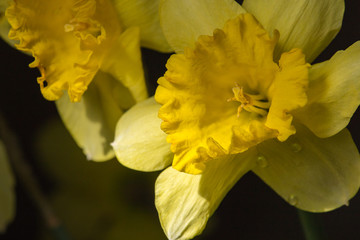 Yellow daffodils with dew drops in darkness and light filtered. Isolated blooming narcissus filter. Bright spring flowers. Daffodils in mood lighting. Nature closeup. Blossom background. 