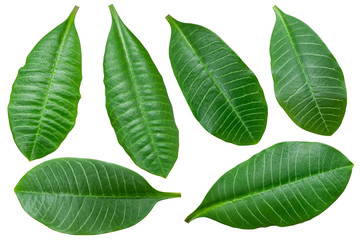Leaves of houseplant euphorbia isolated on a white background. Euphorbia leuconeura