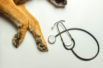 Obraz premium Dog paws and doctor's stethoscope on a light background. Concept veterinary clinic, shelter, veterinarian, animal assistance. Banner. Flat lay, top view