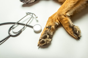 Dog paws and doctor's stethoscope on a light background. Concept veterinary clinic, shelter, veterinarian, animal assistance. Banner. Flat lay, top view