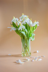  Bouquet of wilted tulips in a vase on a plain background
