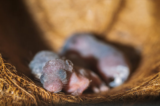 The baby's rats that live in the nest.