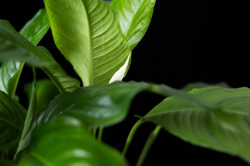  spathiphyllum plant on a black background