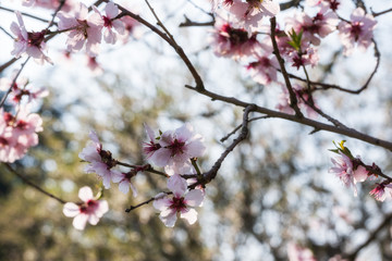 Nahaufnahme von einer Mandelblüte an einem sonnigen Frühlingstag