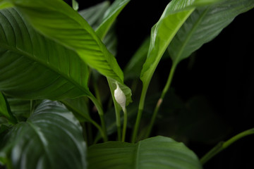  spathiphyllum plant on a black background