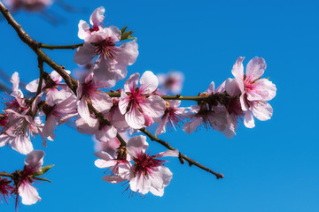Nahaufnahme von einer Mandelblüte an einem sonnigen Frühlingstag