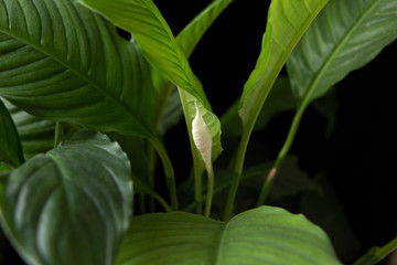  spathiphyllum plant on a black background