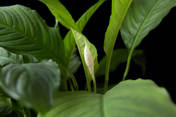  spathiphyllum plant on a black background