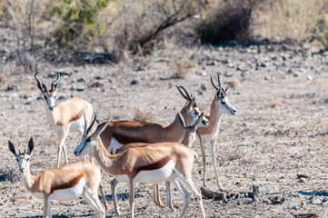 Closeup of a herd of Impalas - Aepyceros melampus- grazing on the plains of Etosha National Park, Namibia.