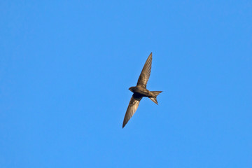 Flying swift. Common Swift (Apus apus).