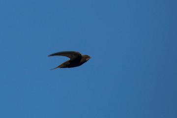 Flying swift. Common Swift (Apus apus).