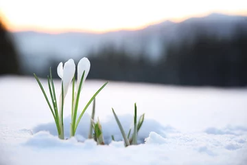 Plexiglas schilderij Zorgcentrum Beautiful crocuses growing through snow, space for text. First spring flowers  © New Africa