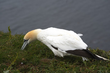 Basstölpel, Northern gannet
