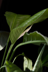  spathiphyllum plant on a black background
