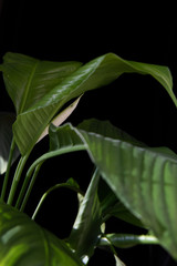 Obraz premium spathiphyllum plant on a black background