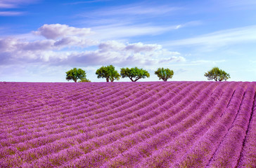 Naklejka na ściany i meble Blooming lavender and trees on the top of the hill. Provence, France