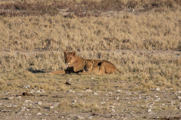 lioness with cubs